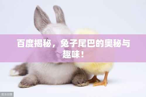 百度揭秘,兔子尾巴的奥秘与趣味!